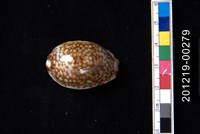 藏品(扁緣寶螺)的圖片