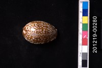 藏品(扁緣寶螺)的圖片