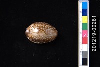 藏品(扁緣寶螺)的圖片