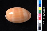 藏品(紫口寶螺)的圖片