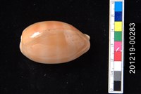 藏品(紫口寶螺)的圖片