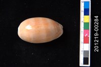 藏品(紫口寶螺)的圖片