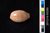 藏品(紫口寶螺)的圖片