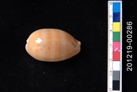 藏品(紫口寶螺)的圖片