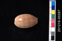 藏品(紫口寶螺)的圖片