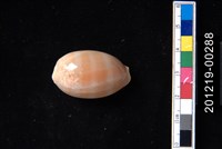 藏品(紫口寶螺)的圖片