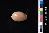 藏品(紫口寶螺)的圖片