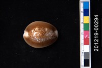 藏品(雪山寶螺)的圖片