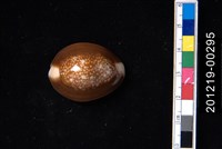 藏品(雪山寶螺)的圖片