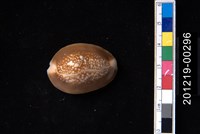 藏品(雪山寶螺)的圖片