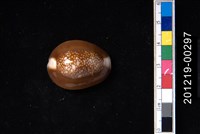 藏品(雪山寶螺)的圖片