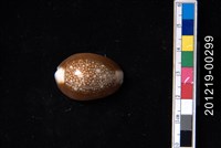 藏品(雪山寶螺)的圖片