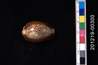 藏品(雪山寶螺)的圖片