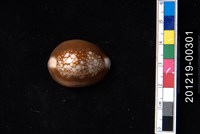 藏品(雪山寶螺)的圖片