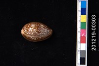 藏品(雪山寶螺)的圖片