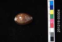 藏品(雪山寶螺)的圖片