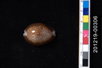 藏品(雪山寶螺)的圖片