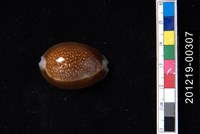 藏品(雪山寶螺)的圖片