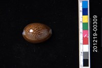 藏品(雪山寶螺)的圖片