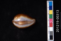 藏品(瑪瑙寶螺)的圖片