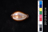 藏品(瑪瑙寶螺)的圖片