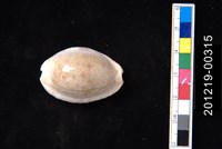 藏品(腰斑寶螺)的圖片