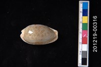 藏品(腰斑寶螺)的圖片