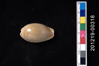 藏品(腰斑寶螺)的圖片