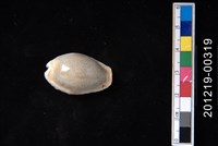 藏品(腰斑寶螺)的圖片