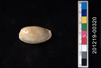 藏品(腰斑寶螺)的圖片