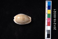 藏品(腰斑寶螺)的圖片