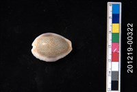 藏品(腰斑寶螺)的圖片