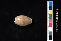 藏品(腰斑寶螺)的圖片