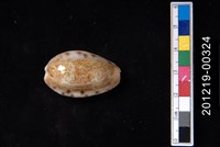 藏品(清齒寶螺)的圖片