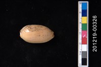 藏品(雨絲寶螺)的圖片