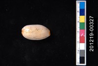 藏品(雨絲寶螺)的圖片