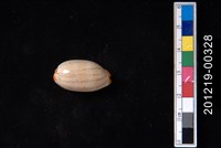 藏品(雨絲寶螺)的圖片