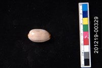 藏品(雨絲寶螺)的圖片