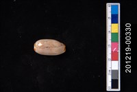 藏品(雨絲寶螺)的圖片