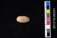 藏品(雨絲寶螺)的圖片