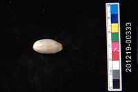 藏品(雨絲寶螺)的圖片