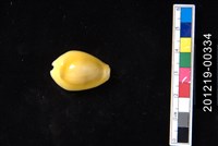 藏品(黃寶螺)的圖片