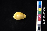 藏品(黃寶螺)的圖片