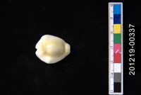 藏品(黃寶螺)的圖片