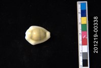 藏品(黃寶螺)的圖片