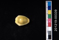 藏品(黃寶螺)的圖片