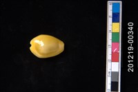 藏品(黃寶螺)的圖片