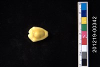 藏品(黃寶螺)的圖片