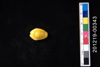 藏品(黃寶螺)的圖片