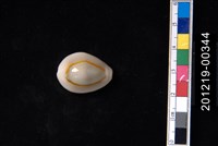 藏品(金環寶螺)的圖片